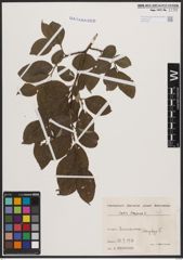 Foto von Salix caprea L.